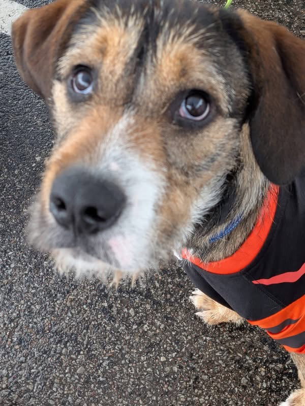 Tramp, a young male Airedale Terrier Mix