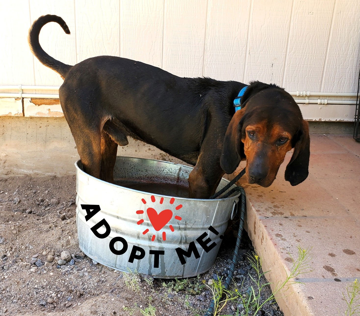 Carter, a adult male Bluetick Coonhound / Redbone Coonhound Mix