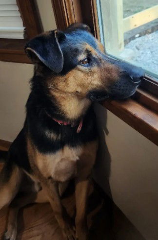 Kobe, a young male German Shepherd Dog Mix