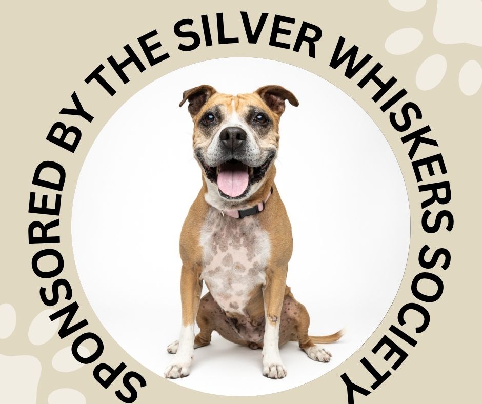 DOVEY, a senior female Pit Bull Terrier / Boxer Mix