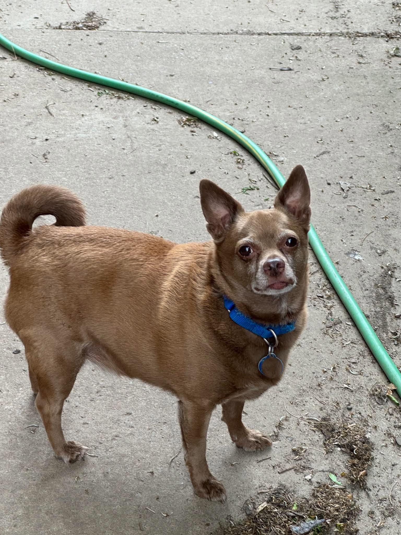 Petey, a adult male Chihuahua