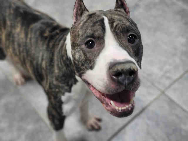 ALI, a adult male Pit Bull Terrier
