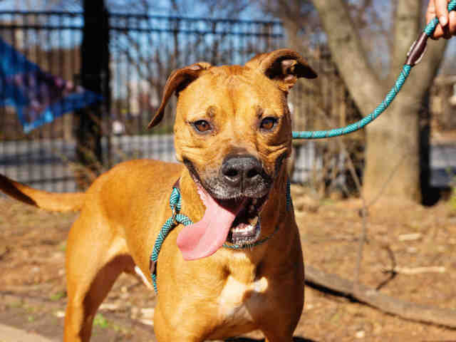 MARTY, a adult male Labrador Retriever Mix