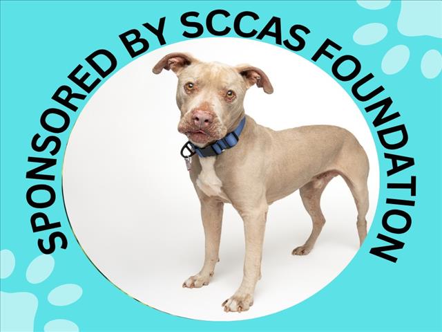 HUGO*, a senior male Pit Bull Terrier
