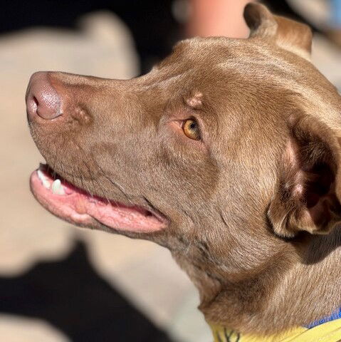 Westley 2, a young male Chocolate Labrador Retriever Mix