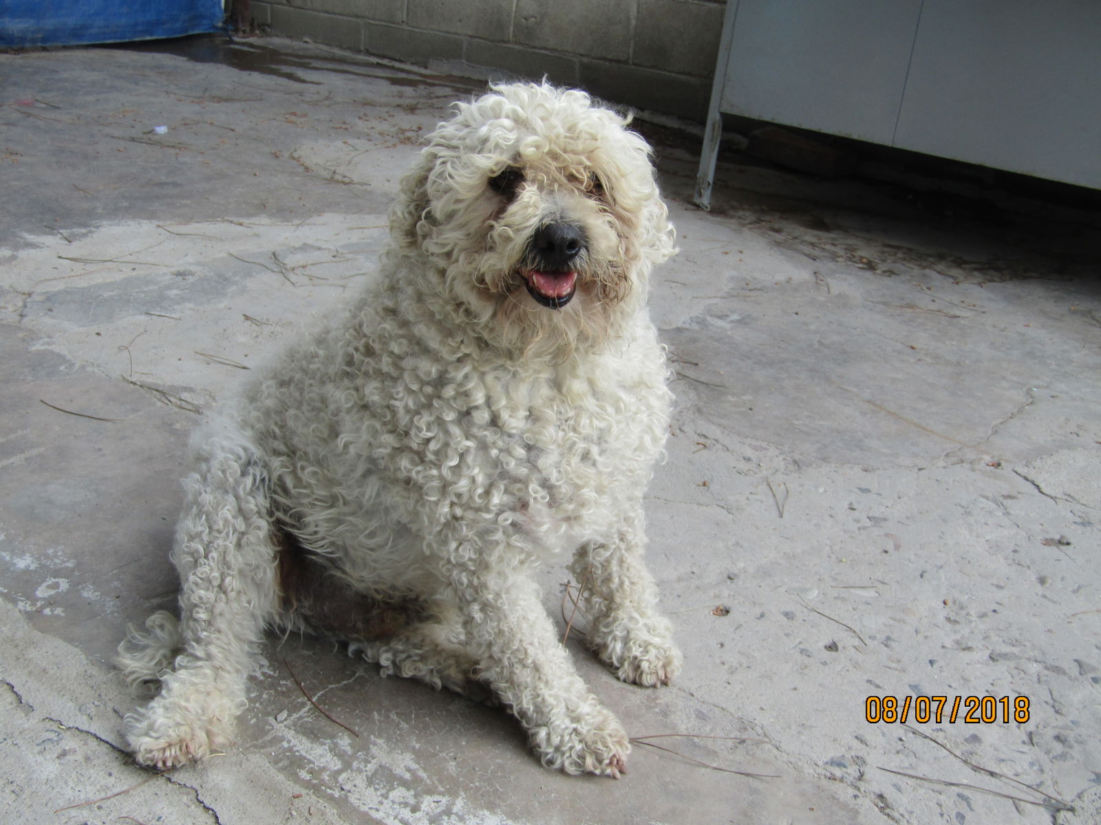Berta, a adult female Terrier Mix