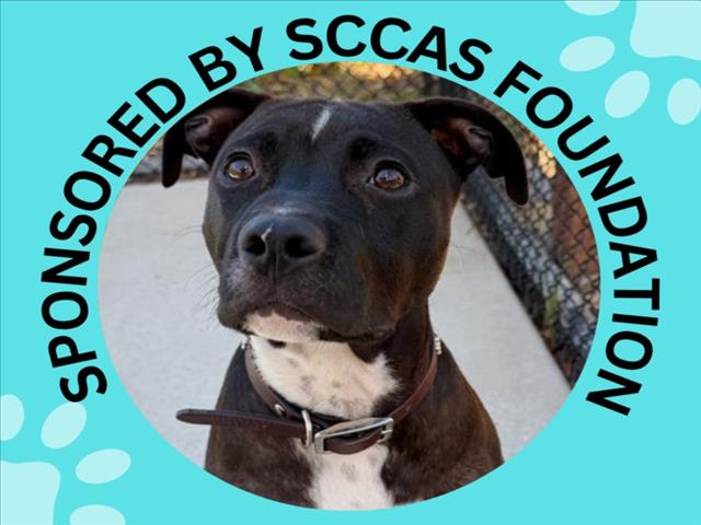 SPIKE, a baby male Pit Bull Terrier Mix