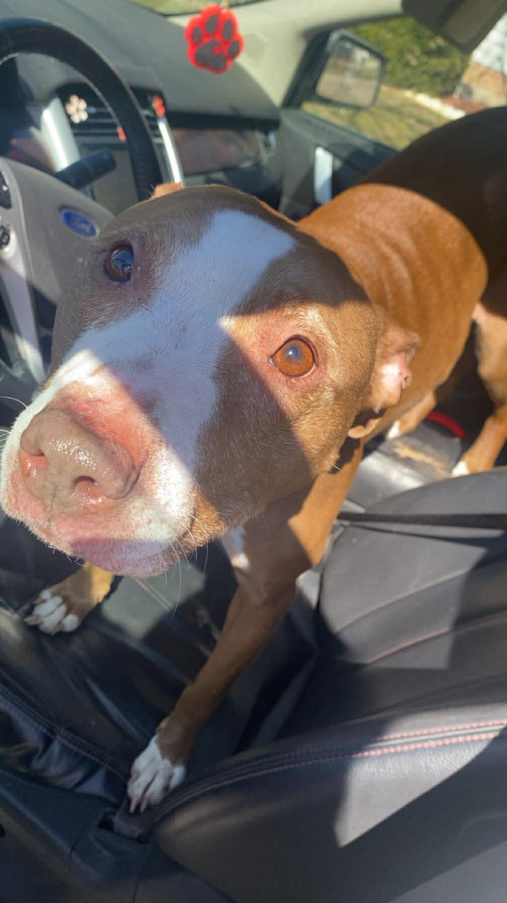 Maggie, a adult female Pit Bull Terrier
