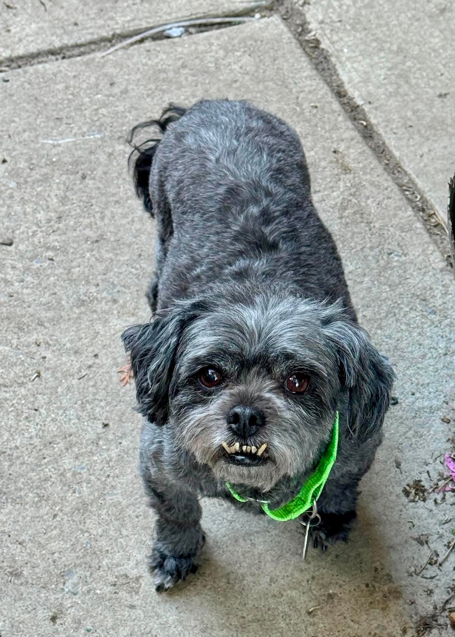 Buffy, a adult female Shih Tzu Mix