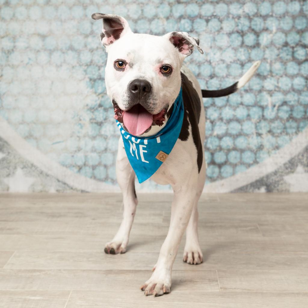 Brian, a adult male Pit Bull Terrier Mix
