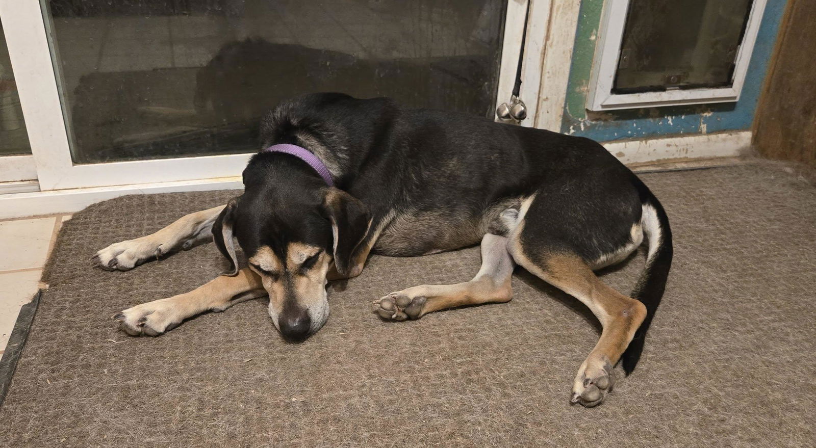 Zander, a adult male Hound