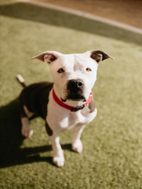 LOLA, a senior female Pit Bull Terrier Mix