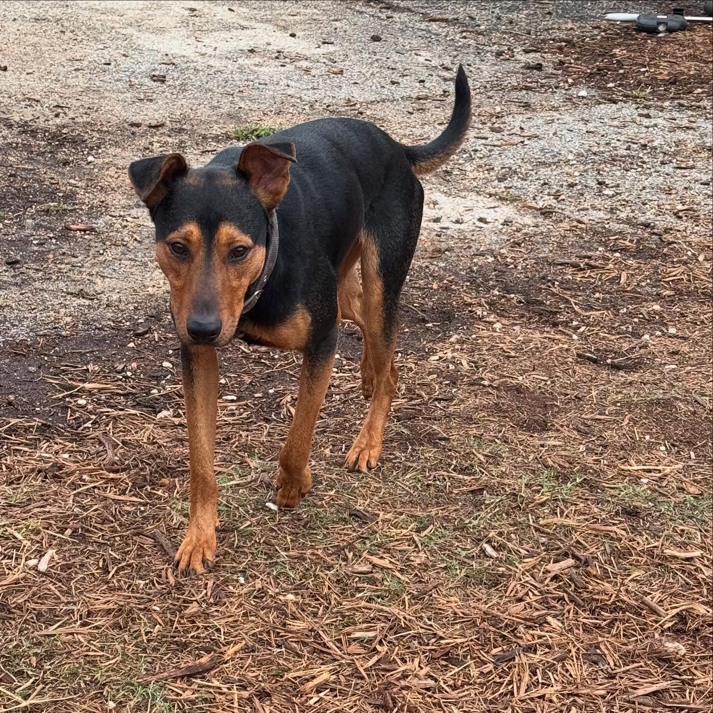 Ziggy, a young male Doberman Pinscher / Shepherd Mix