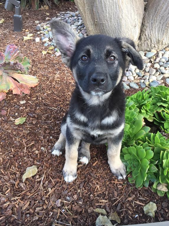 Helga, a adult female German Shepherd Dog / Belgian Shepherd Malinois Mix