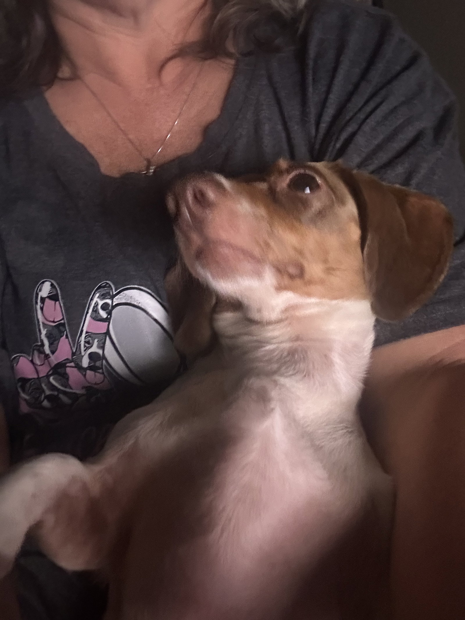 Otis, a adult male Dachshund
