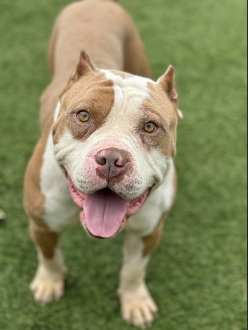 Droopy, a adult male Pit Bull Terrier Mix