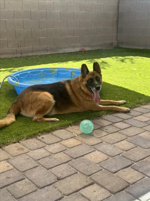 *CHIEF, a senior male German Shepherd Dog Mix