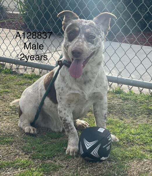 Gizmo, a adult male Terrier / Australian Shepherd Mix
