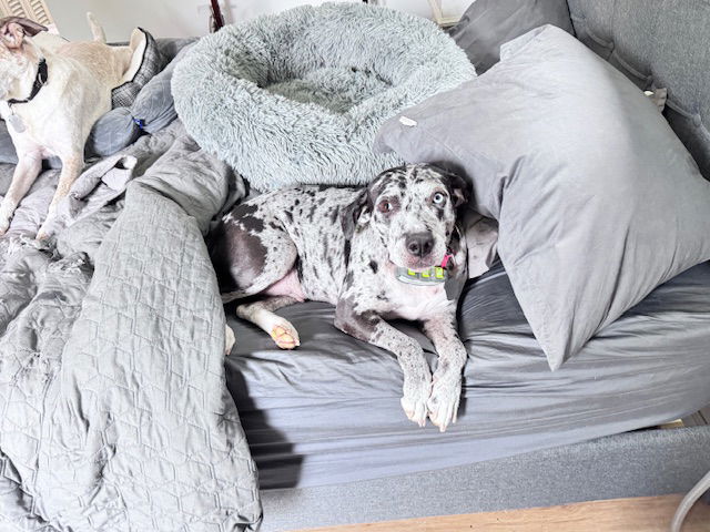 Maggie the Marvel - GRAY/BLACK Catahoula JEWEL!, a adult female Catahoula Leopard Dog / Black and Tan Coonhound Mix