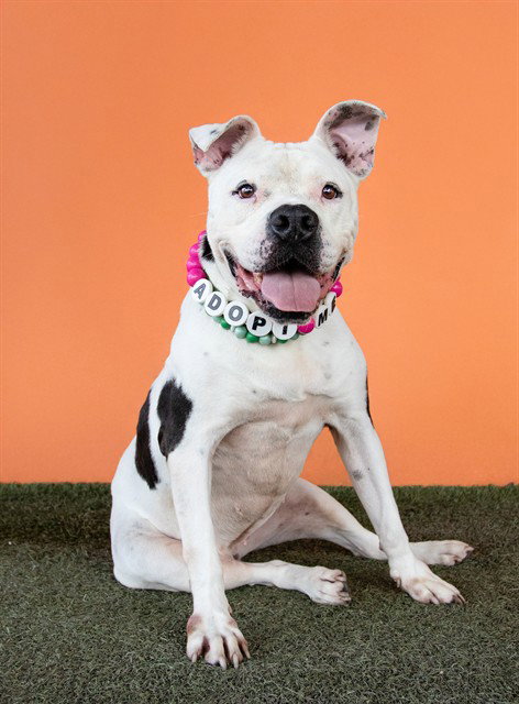 TINKA BELL, a senior female American Bulldog Mix