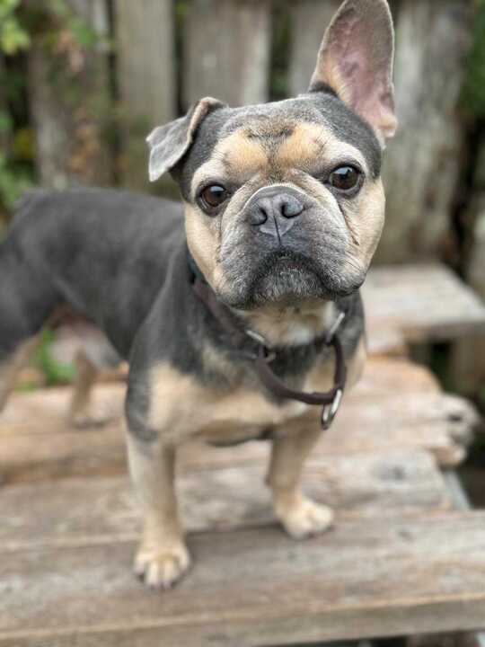 Chapo, a adult male French Bulldog