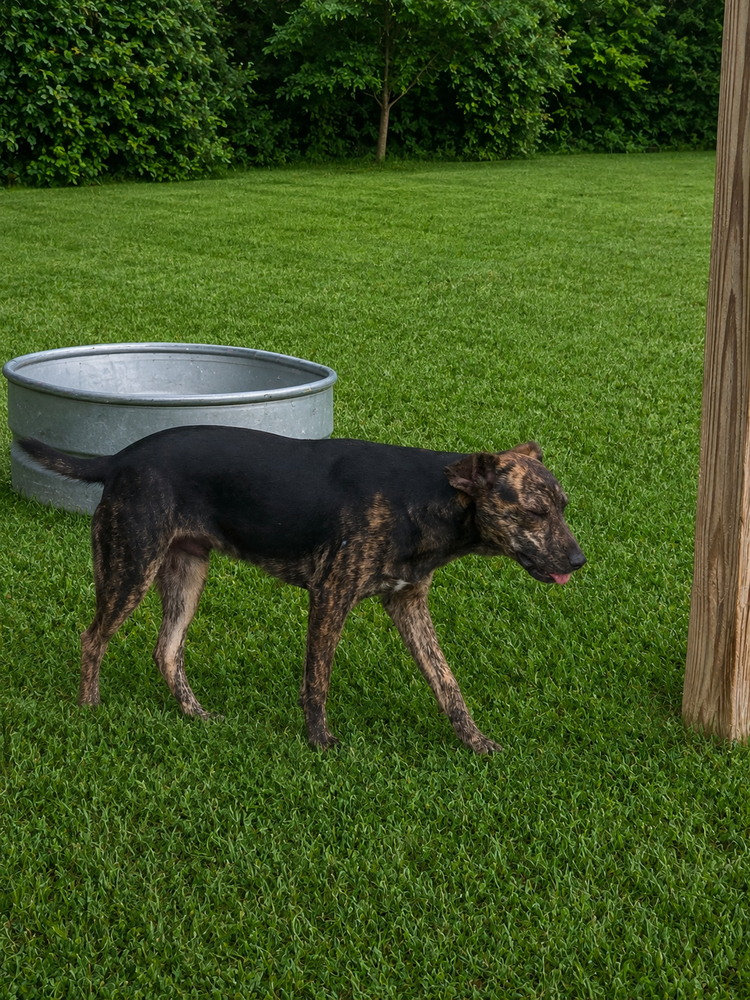 Rex, a baby male Mountain Cur Mix