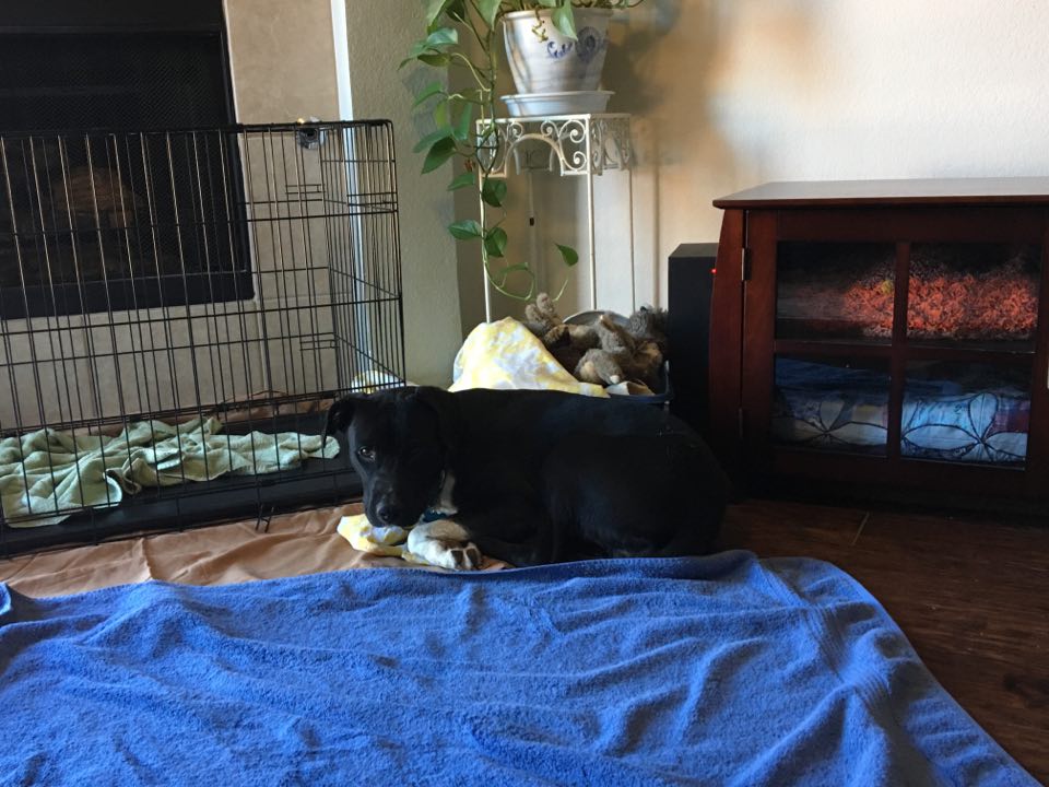 Bear, a adult male Labrador Retriever / Pit Bull Terrier Mix