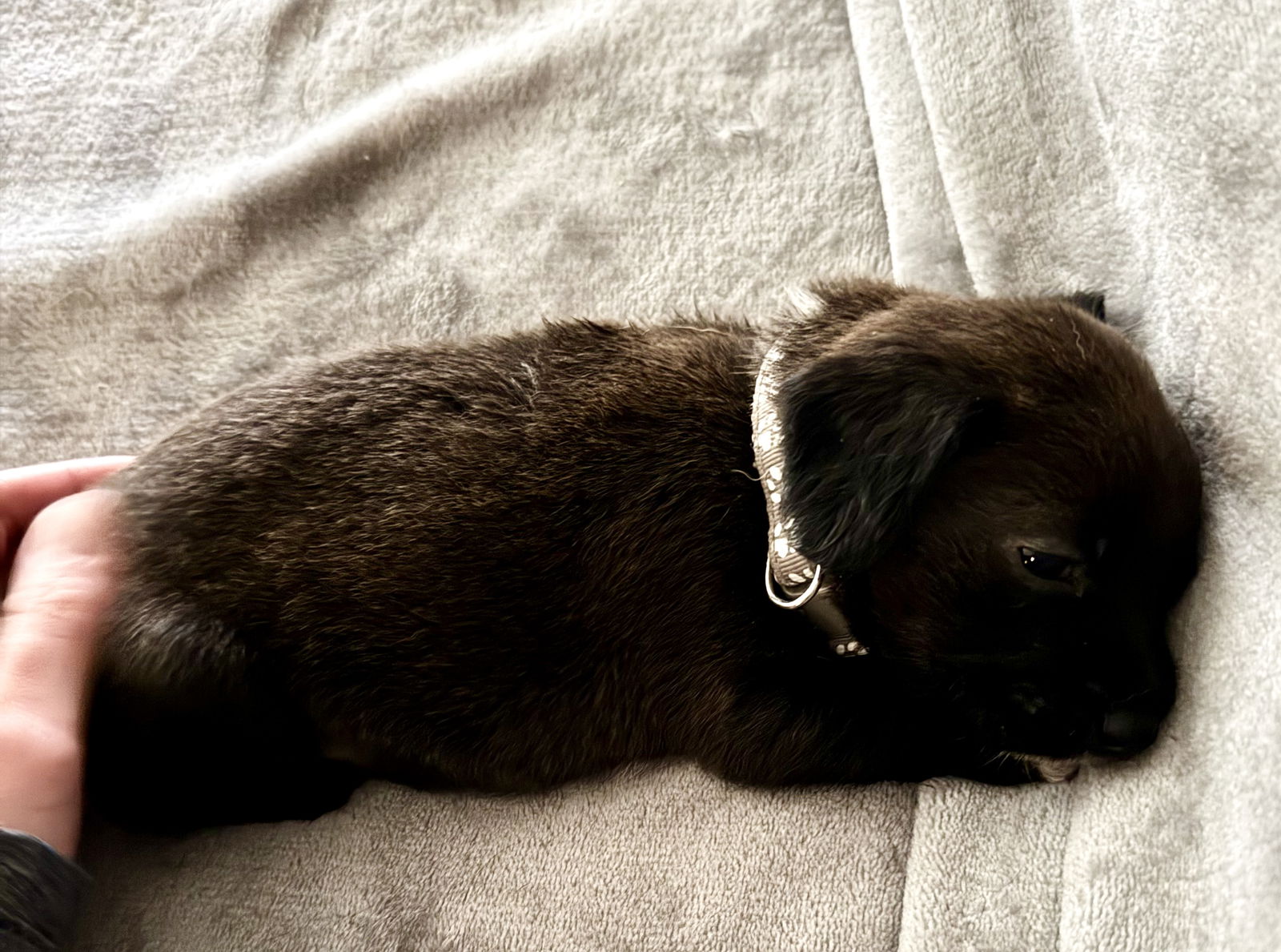 MacKenzie, a baby female Scottish Terrier Scottie / Corgi Mix