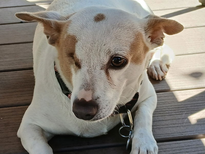 Cleo, a young female Jack Russell Terrier / Chihuahua Mix