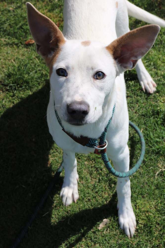 Addy, a baby female Terrier / Rat Terrier Mix
