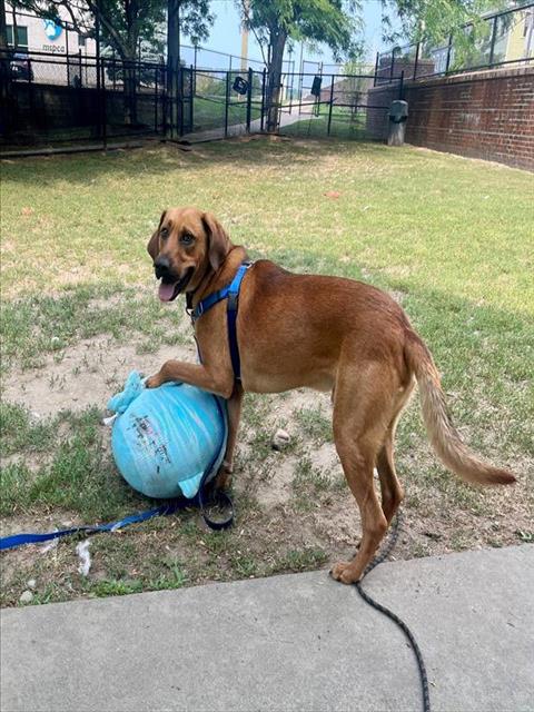 HANK, a adult male Redbone Coonhound Mix
