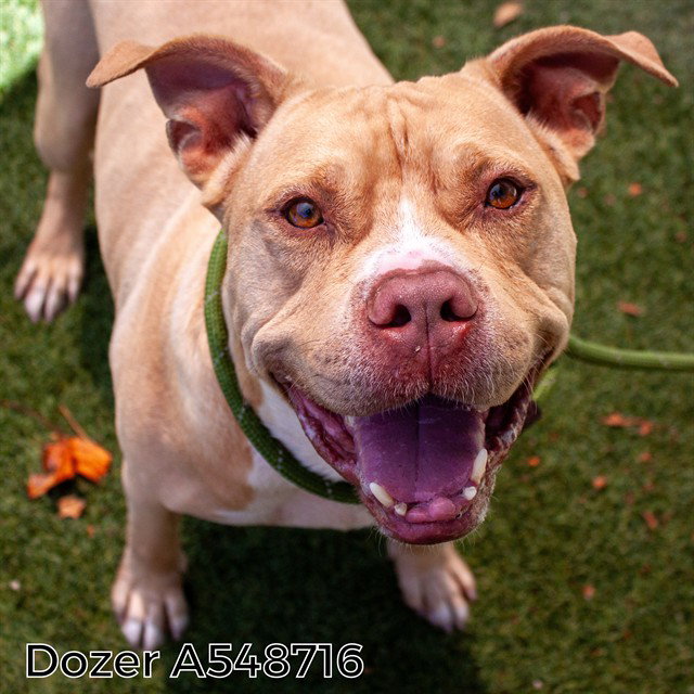 DOZER, a senior male Pit Bull Terrier Mix
