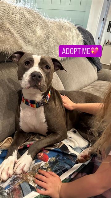 SOX, a adult female Pit Bull Terrier