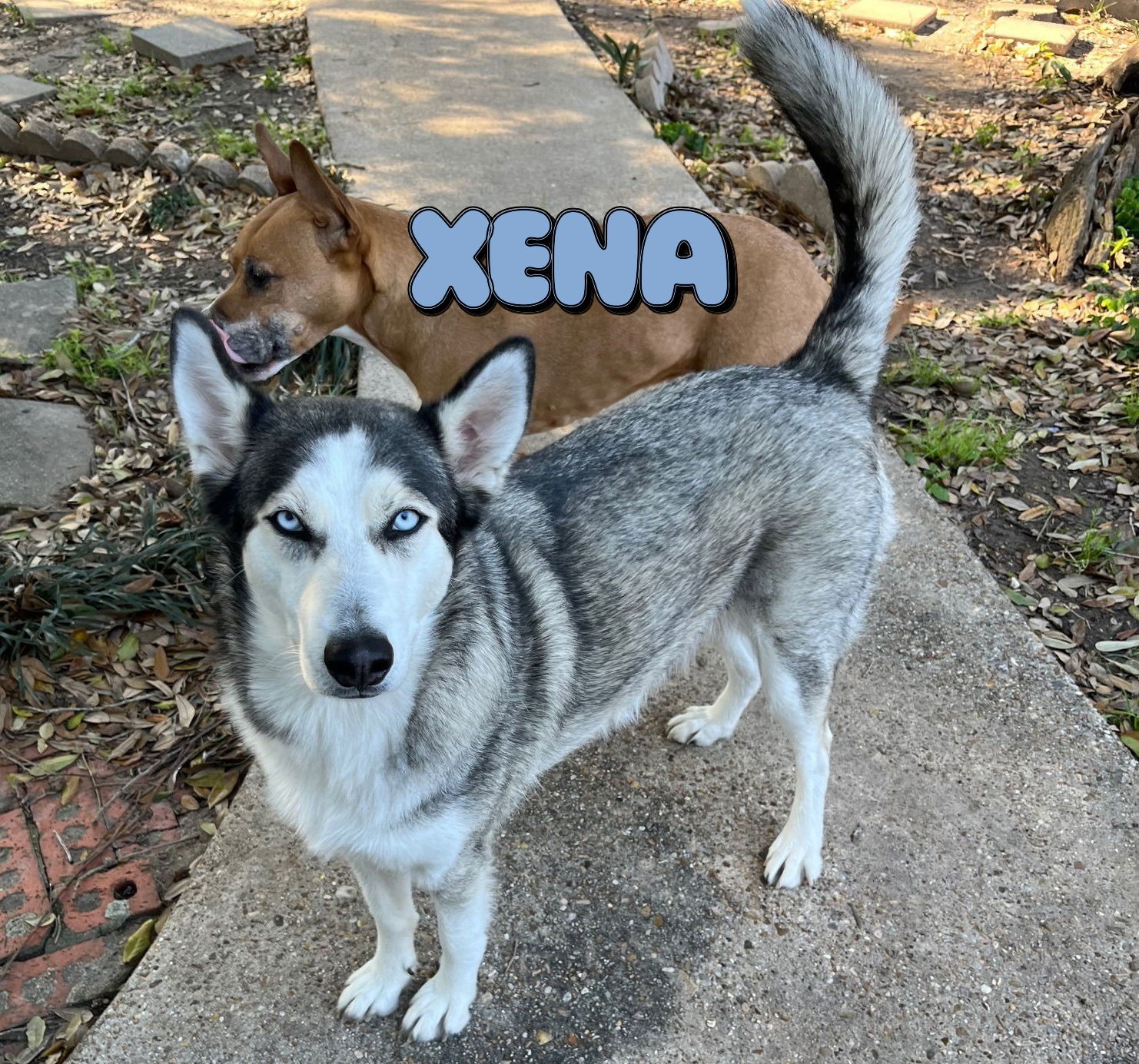 Xena #blue-eyed-beauty, a adult female Siberian Husky Mix
