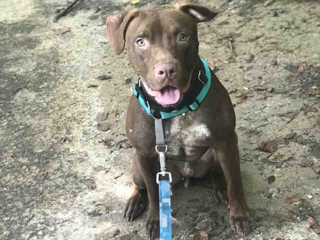 MAMBO, a adult male American Pit Bull Terrier