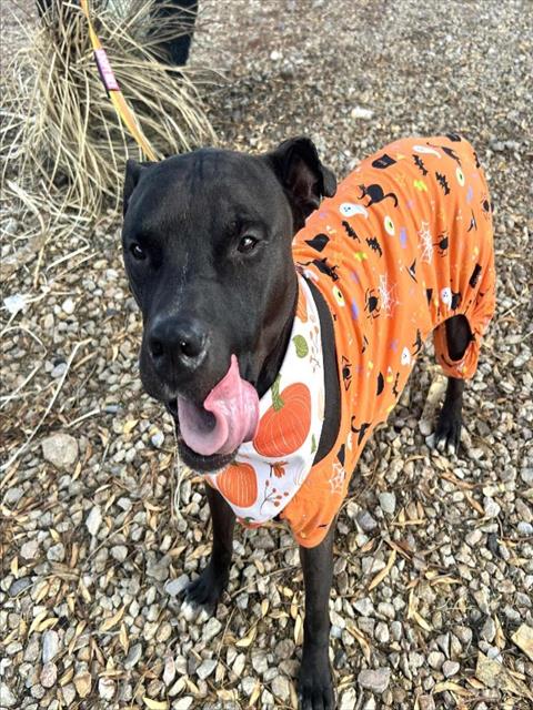 *RONNY, a adult male Pit Bull Terrier Mix