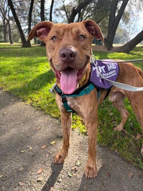 TITUS, a adult male Pit Bull Terrier