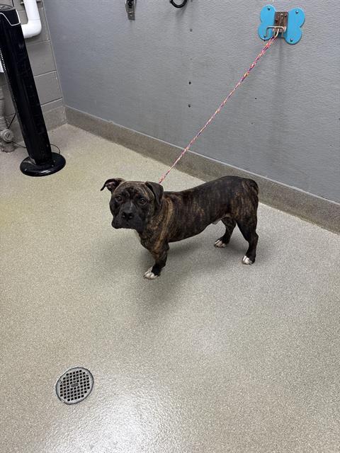 ACE, a adult male Pit Bull Terrier Mix