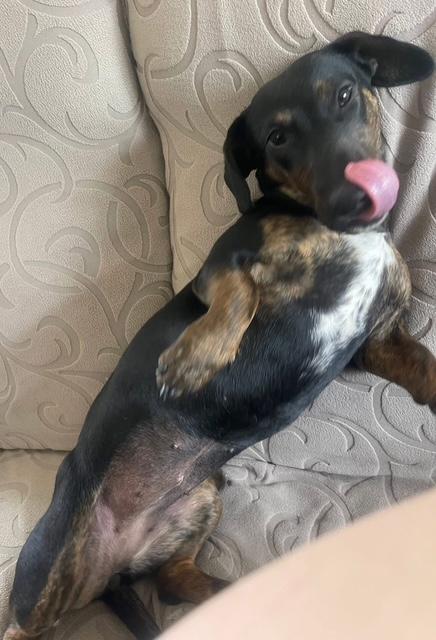 Daisy - Bonded With Norman - So Ca, a young female Dachshund Mix