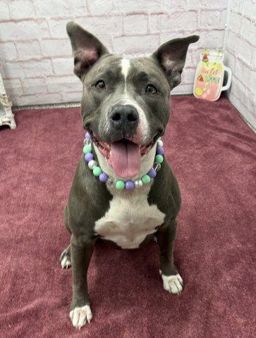 SASSY, a adult female Pit Bull Terrier Mix