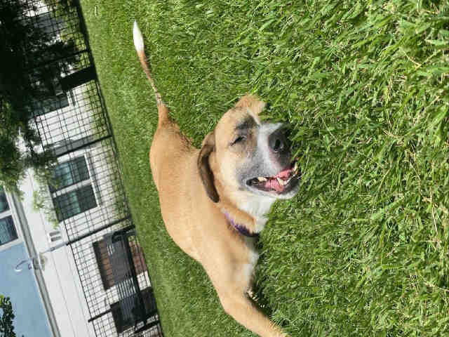 MIA, a adult female Labrador Retriever Mix