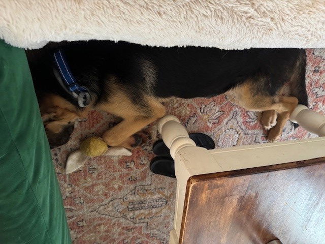 Atlas, a baby male German Shepherd Dog