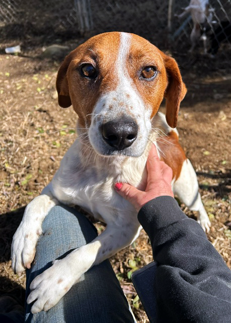 Farley, a adult male Beagle / Hound Mix