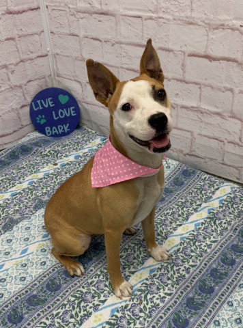 RASTA, a young female Pit Bull Terrier Mix
