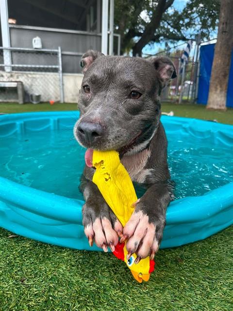 LUNA, a adult female American Bulldog