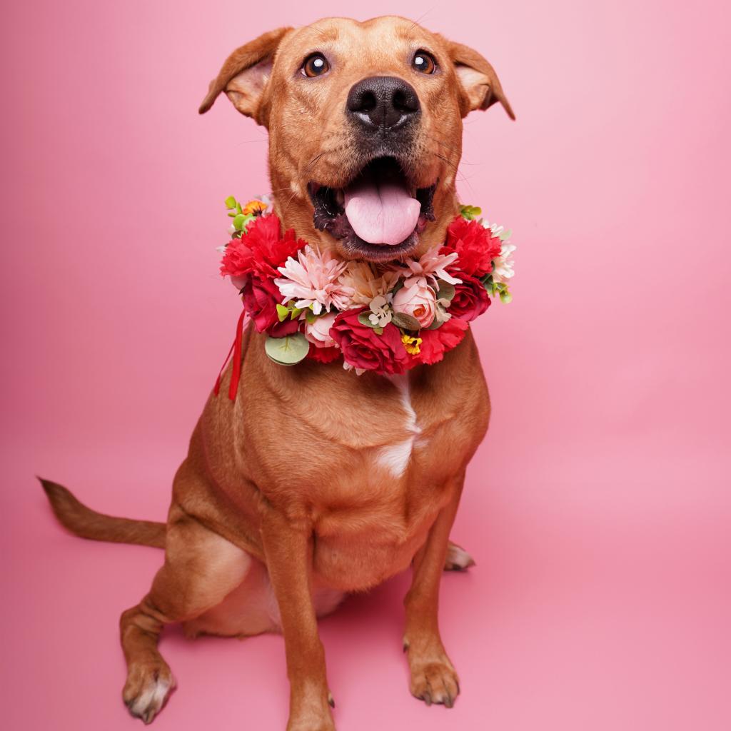Rory VII, a adult female Labrador Retriever Mix