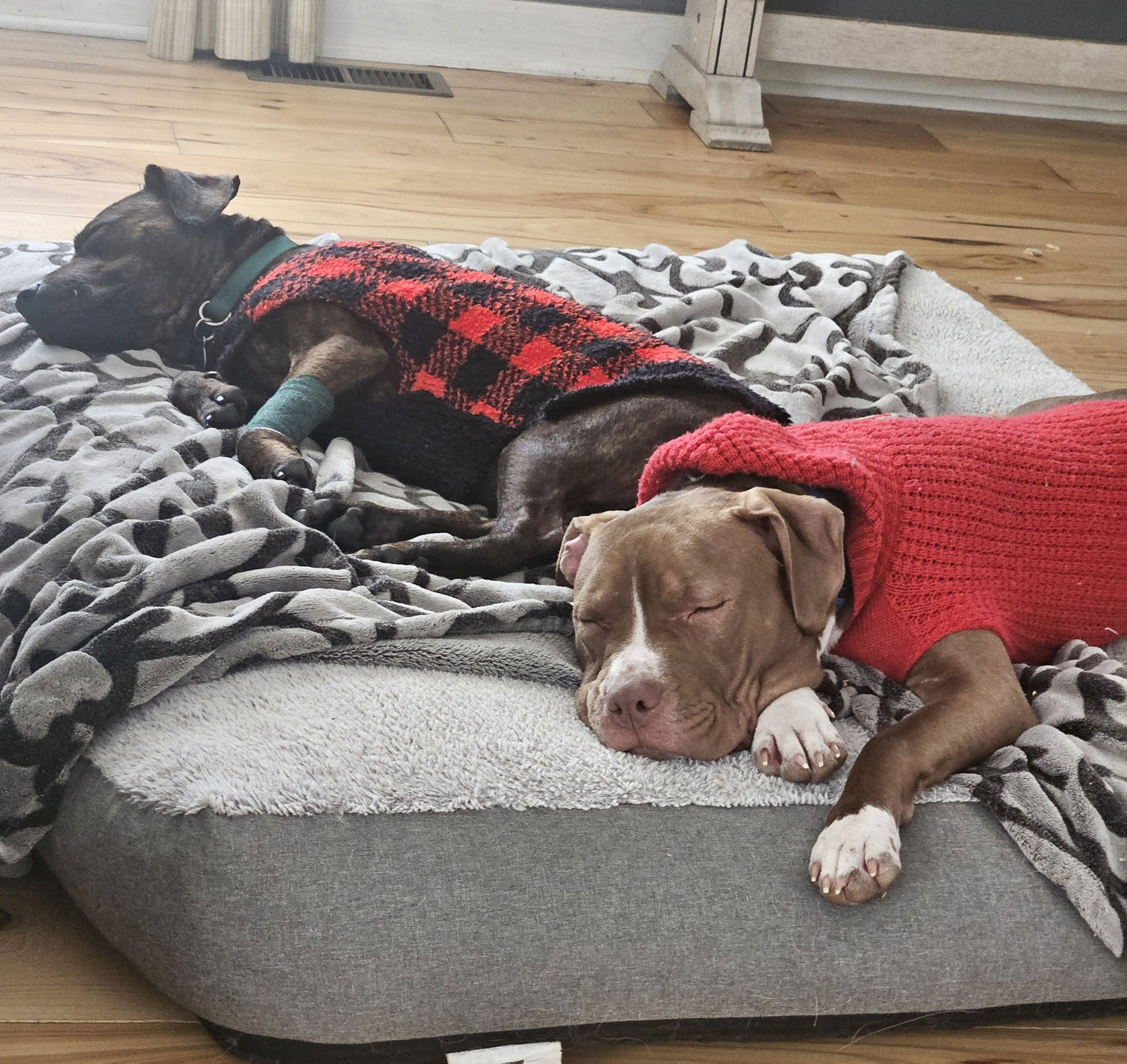 Larry, a young male Mix