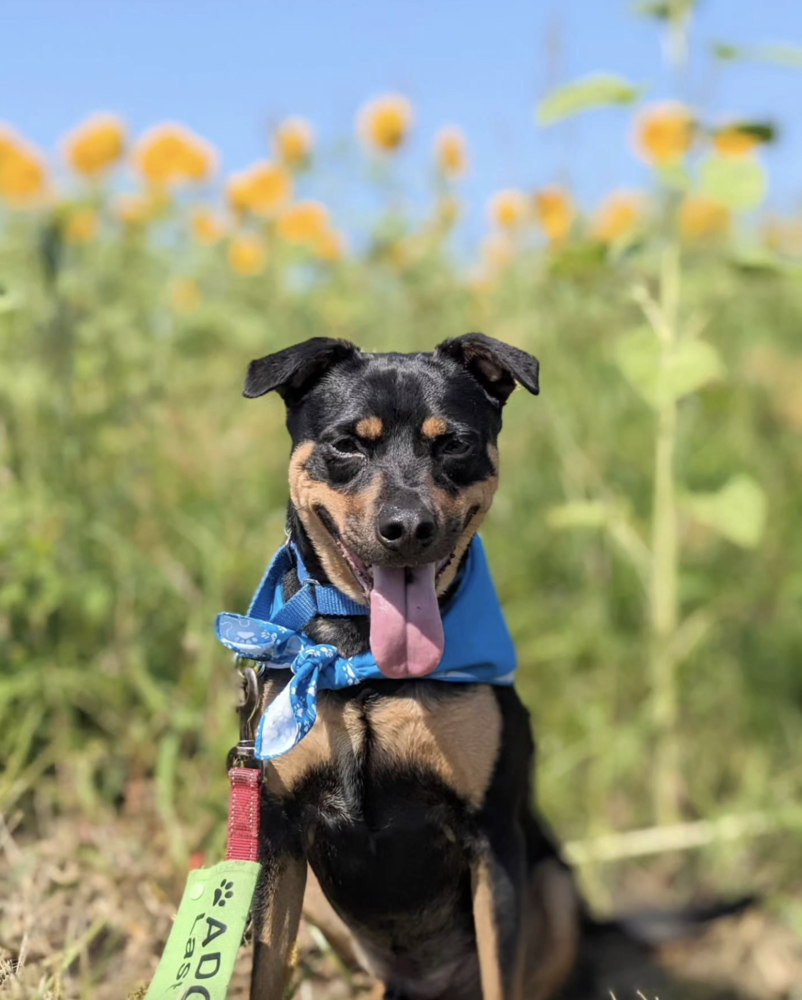 Ace of Hearts, a senior male Labrador Retriever Mix