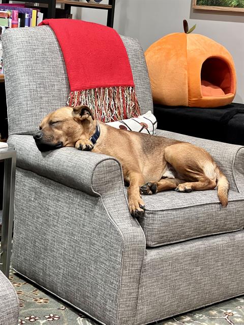 WHISKEY, a adult male American Pit Bull Terrier