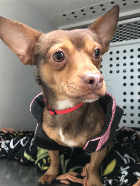 WALLACE, a senior male Chihuahua Mix